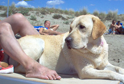 Toskana Urlaub, am Strand mit Hund in der Toskana