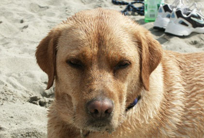 Am Strand mit Hund in der Toskana